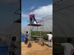 черничная теплица