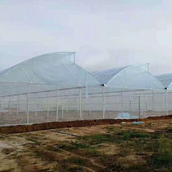 40 Mesh Insect Net Covered Multi Span Sawtooth Type Greenhouse  For Rose In Tropical Area